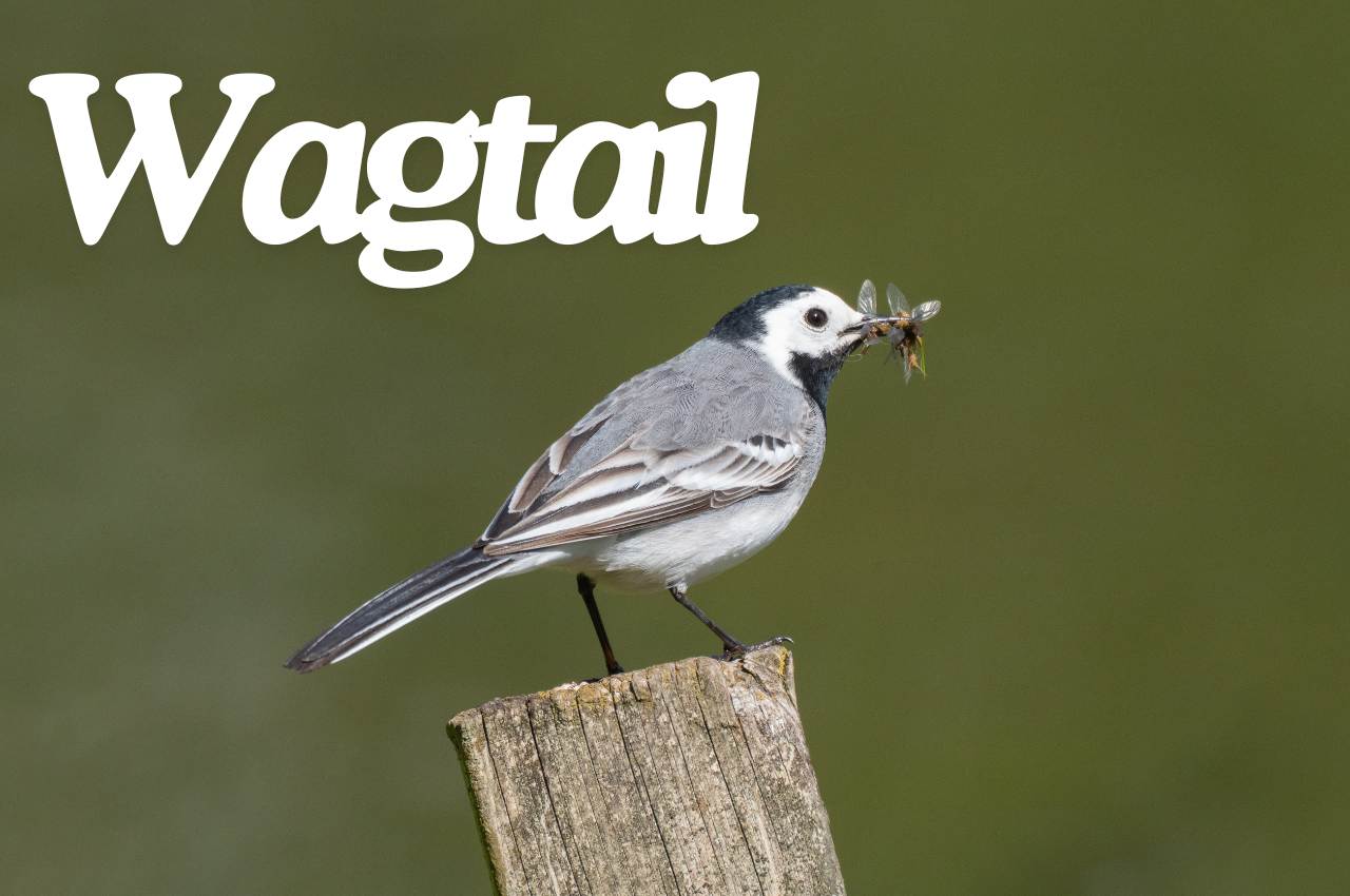 Bird Fact File: Wagtail